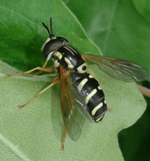 Syrphidae : Chrysotoxum cfr. lineare